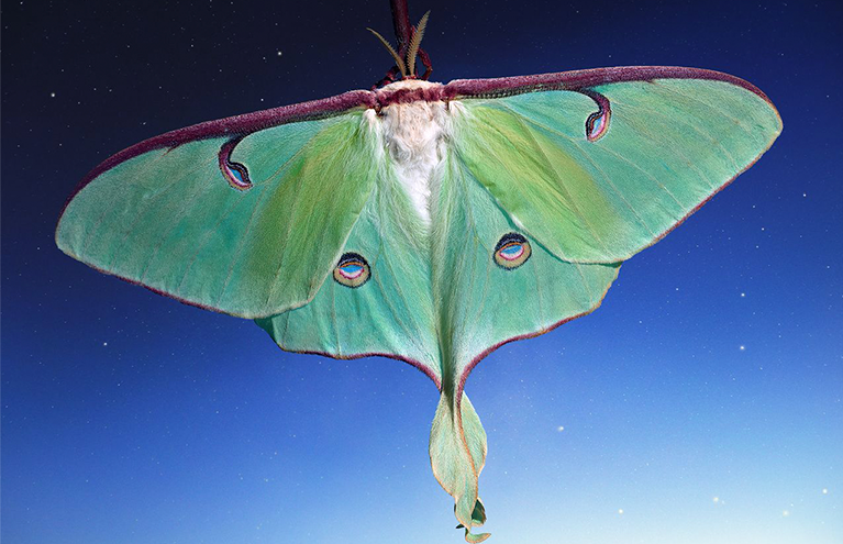 Virginia L. Montgomery: Blue Moon Cocoon