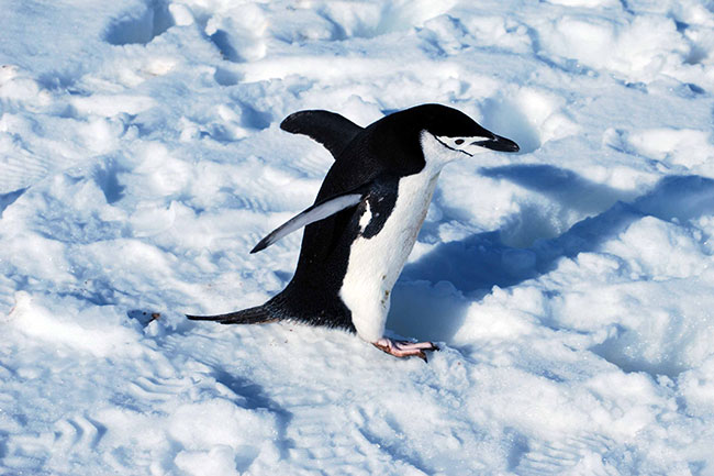 penguin