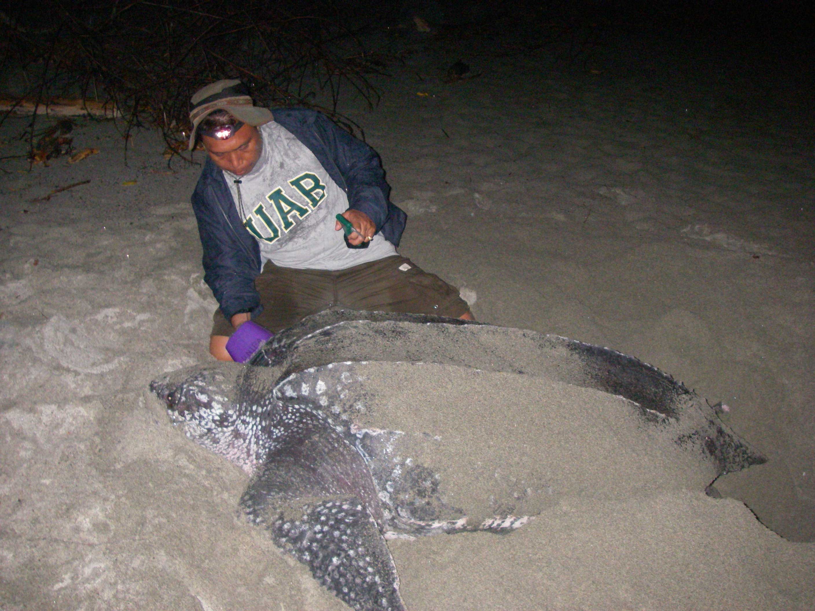 Ricardo Tagging female leatherback.