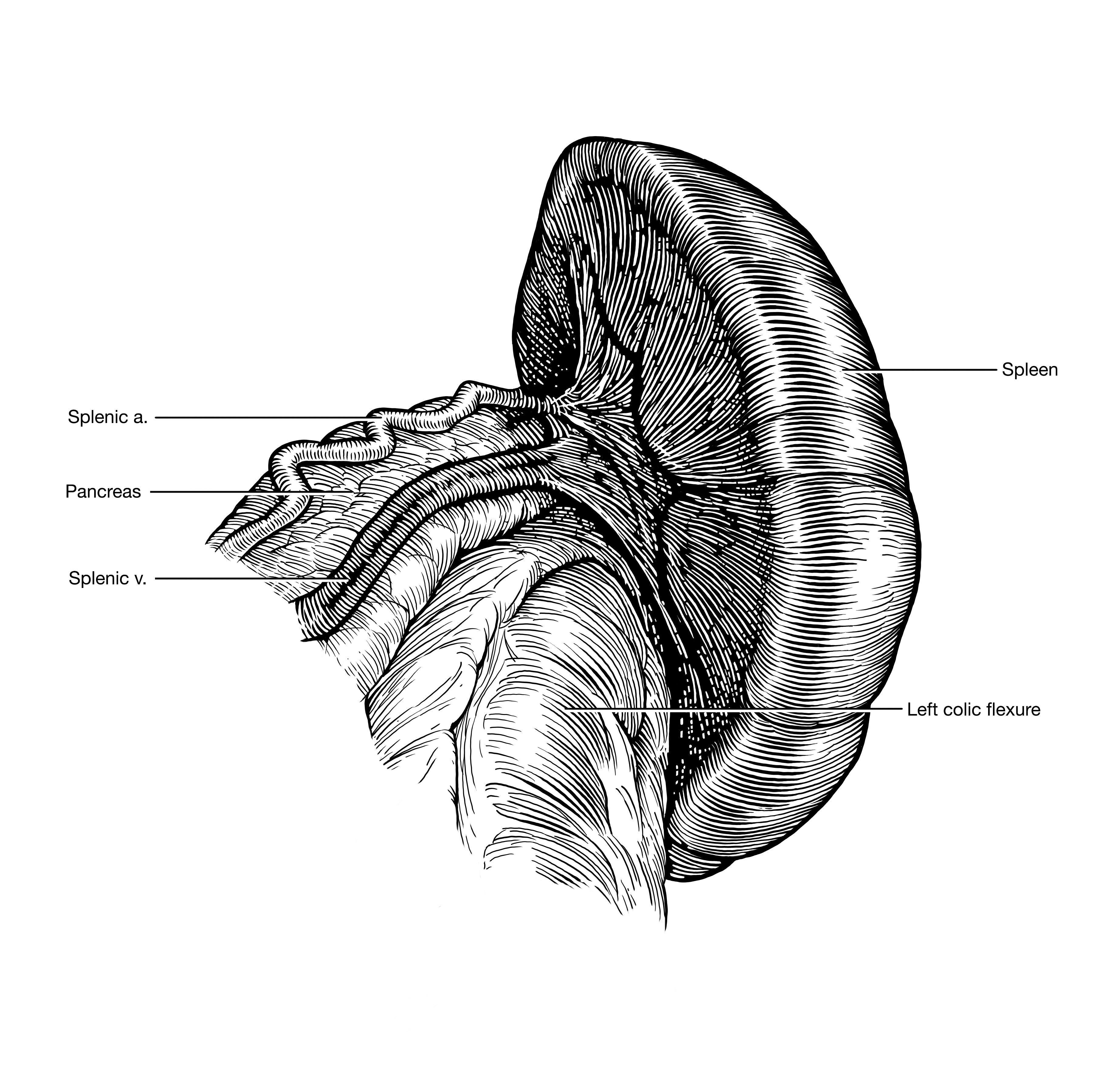 Yu-Hui Huang’s illustration of a spleen from her portfolio.