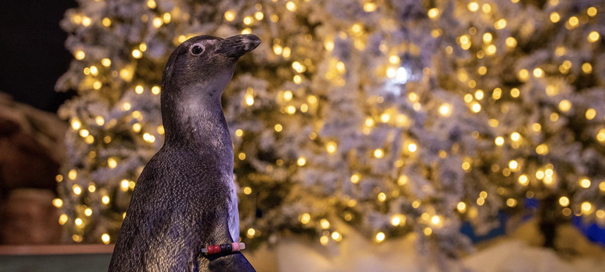 A penguin is seen in profile standing in front of a lighted Christmas tree