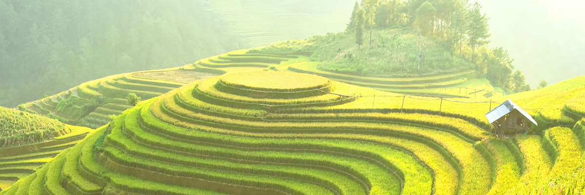 Image of terraced rice fields in Mu Cang Chai, YenBai, Vietnam