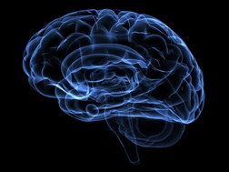 Brain