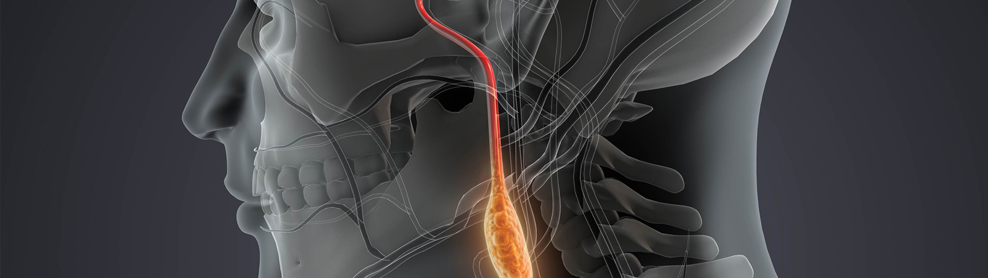 neck oncology endrocrine banner