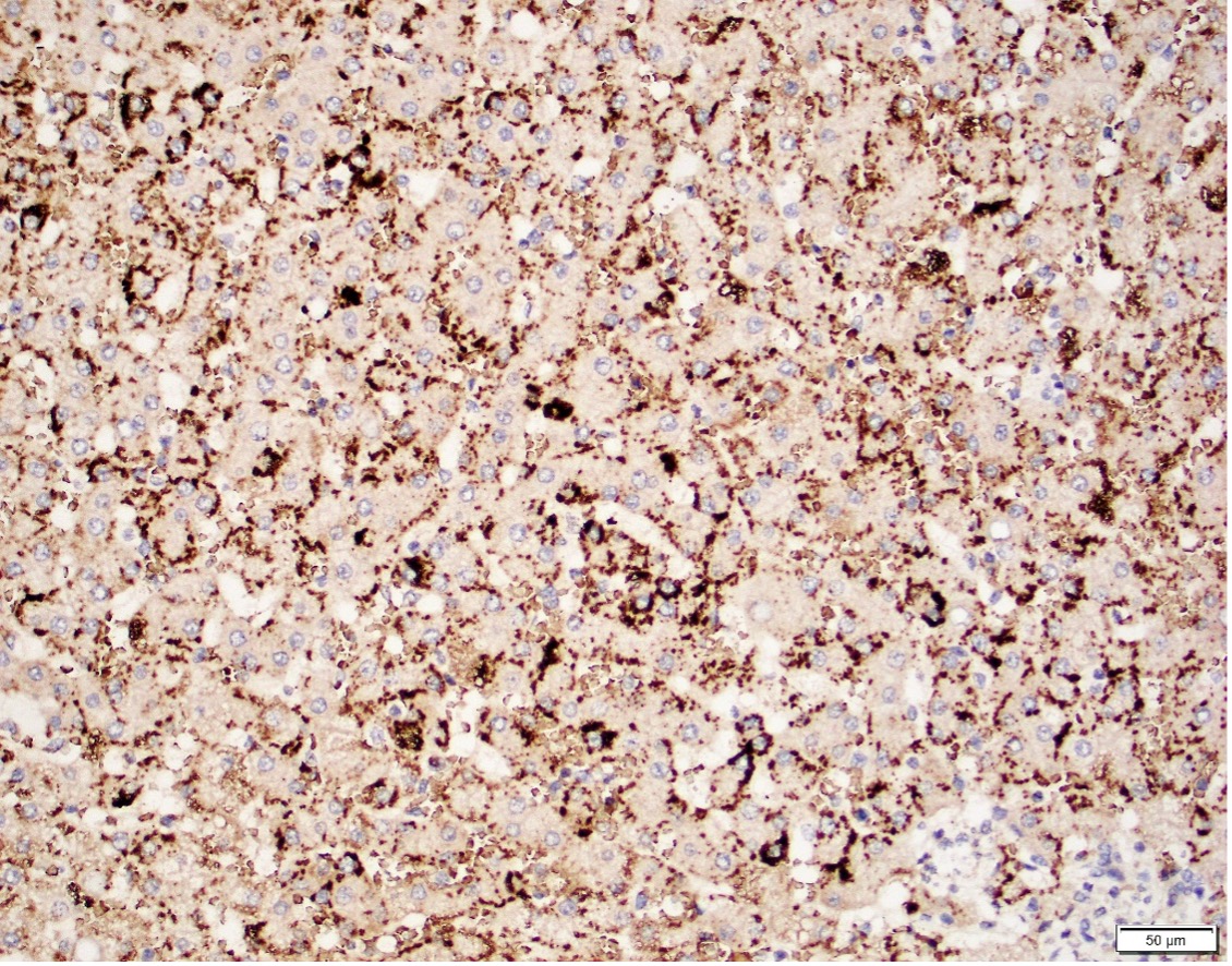 Al_Diffalha_Case_4_2022.jpg