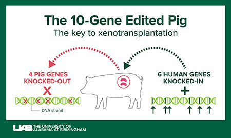 Graphic showing the 10-gene-edited pig. The Key to xenotransplantation.