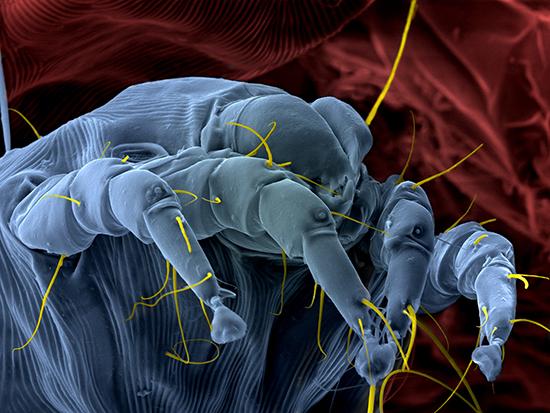 Dust mites, or more accurately dust mite feces, are one of the most pernicious household allergens, since it is very difficult to rid a house of dust mites and their droppings.