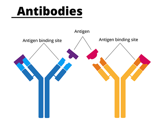 Stream immunoglobins
