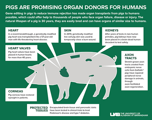 Graphic charting the internal organs of a pig.