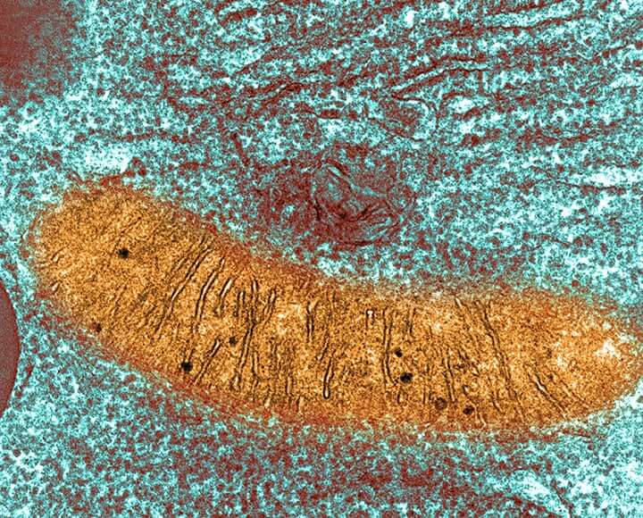 Comparative Mitochondrial Health Assessment Core (Mitometabolism Core)
