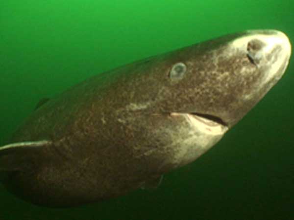 Image of a Greenland Shark