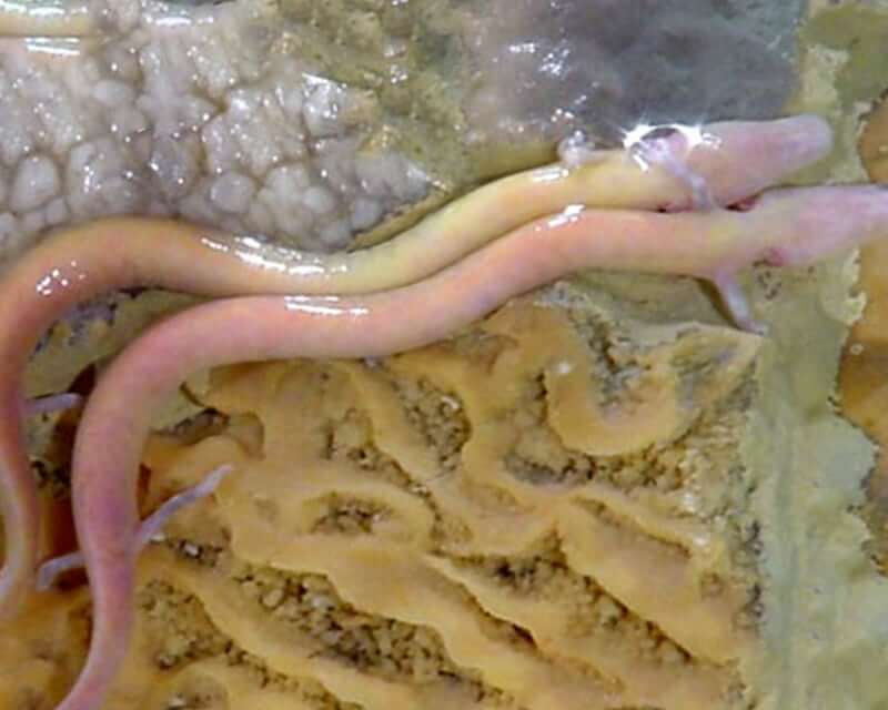 Photo: Postojnska Jama Slovenija