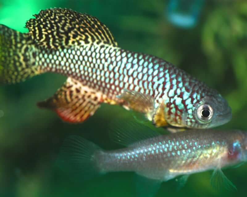 Image of a Turquoise Killifish