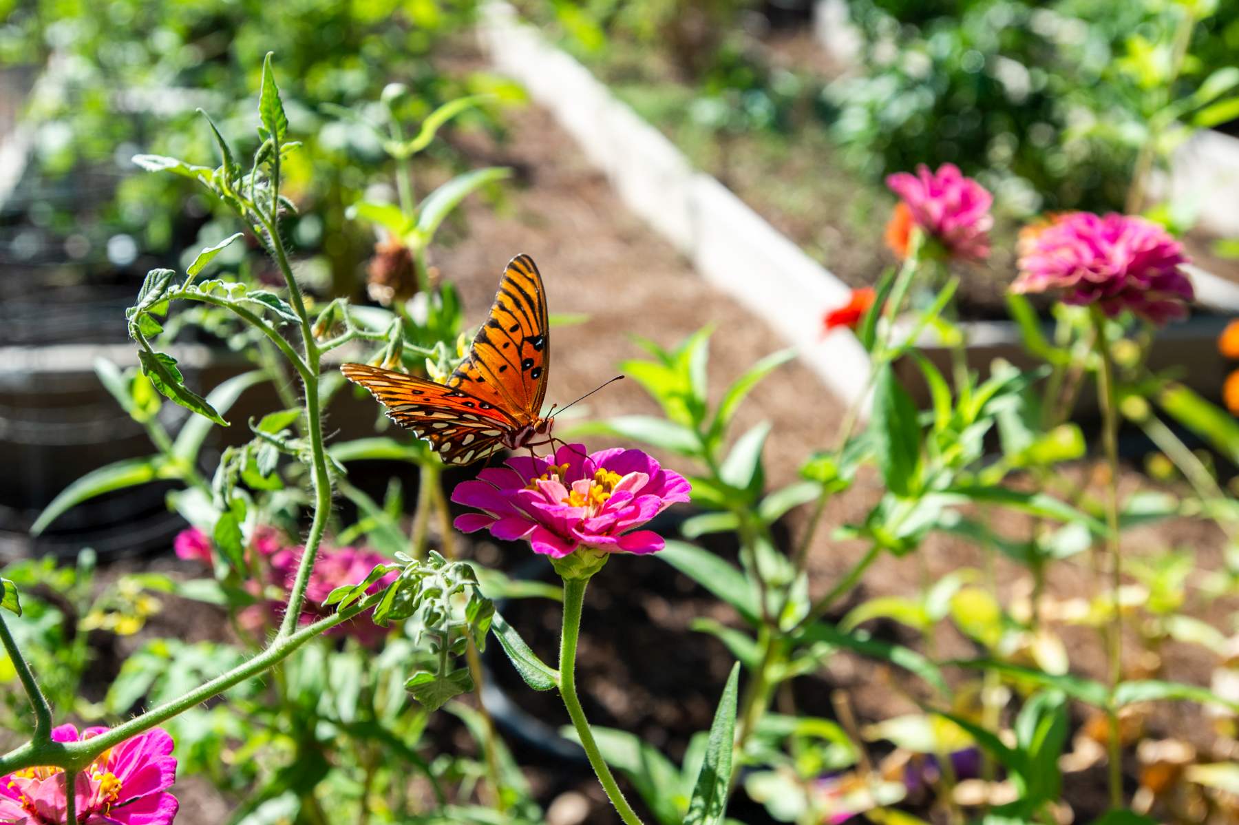 butterflygarden
