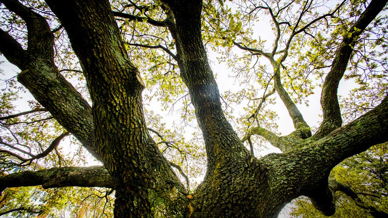 UAB’s green spaces feature more than 4,000 trees, such as this one in the Mini Park at the corner of University Boulevard and 13th Street South.