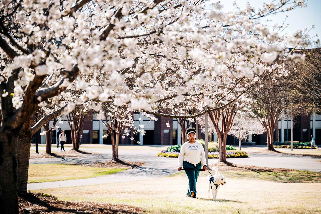 Person walks a dog beneath blooming trees on a landscaped campus path.